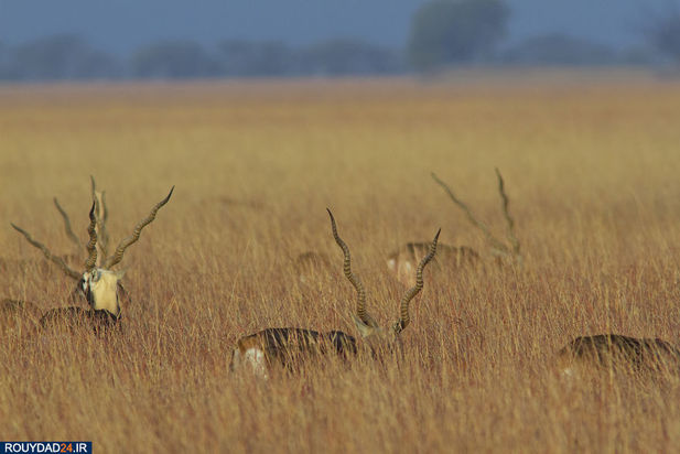 حیوانات هند