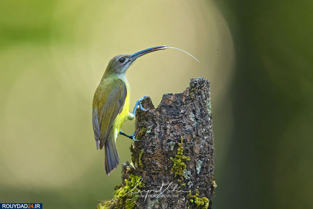 حیوانات هند