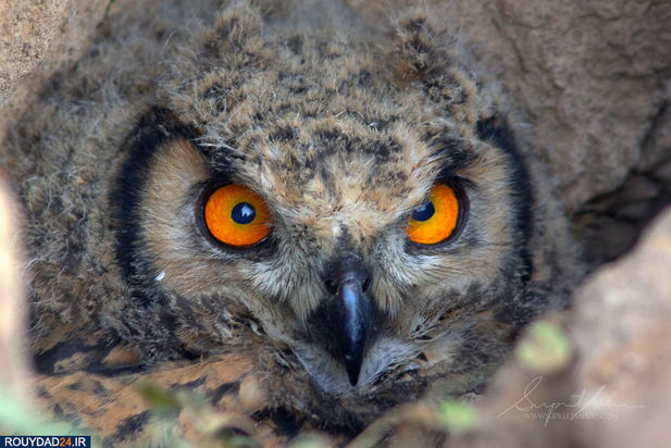 حیوانات هند