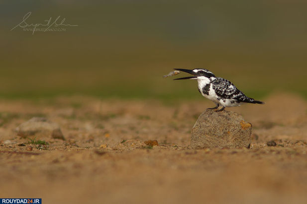 حیوانات هند