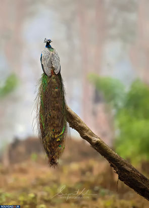 حیوانات هند