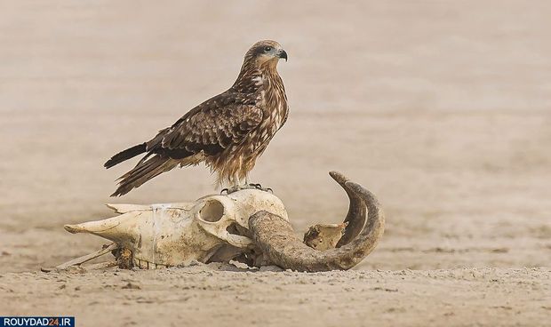 زمین در یک نگاه