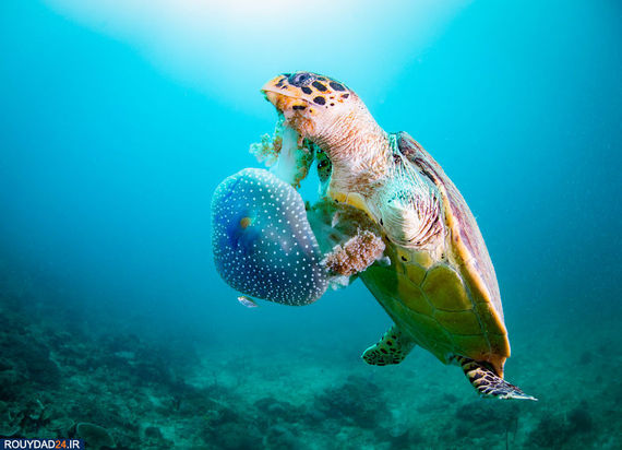 زمین در یک نگاه