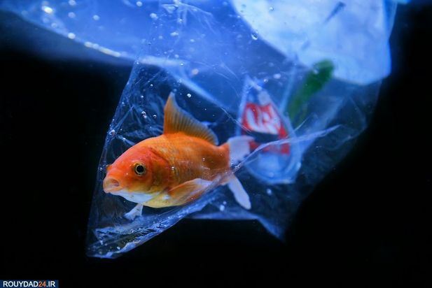 زمین در یک نگاه