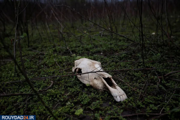 خشکسالی در اندونزی