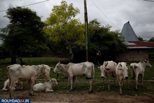 خشکسالی در اندونزی