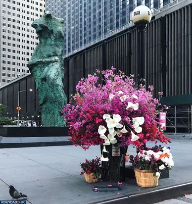 گلهای نیویورک