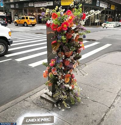 گلهای نیویورک