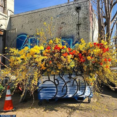 گلهای نیویورک