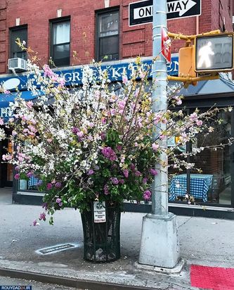 گلهای نیویورک