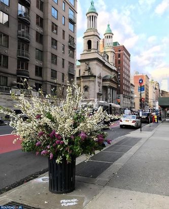 گلهای نیویورک