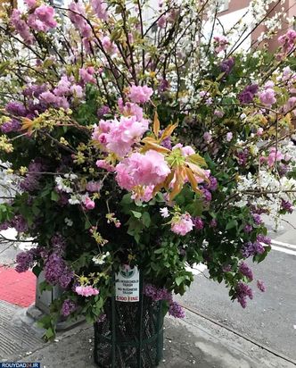 گلهای نیویورک