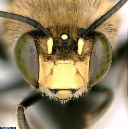 تصاویر حشرات