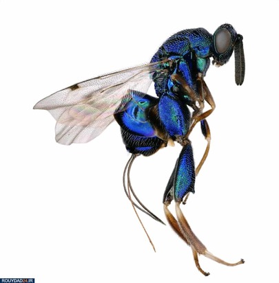 تصاویر حشرات