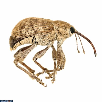 تصاویر حشرات