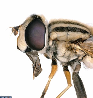 تصاویر حشرات