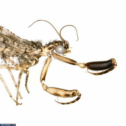 تصاویر حشرات