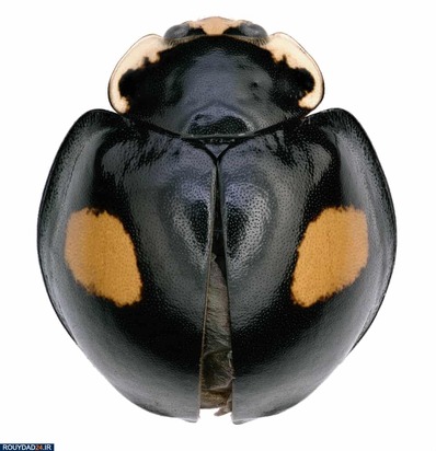 تصاویر حشرات