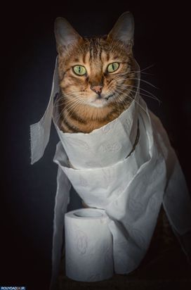 در خانه بمانیم