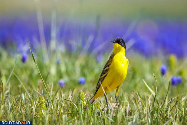 بهترین‌های حیات وحش