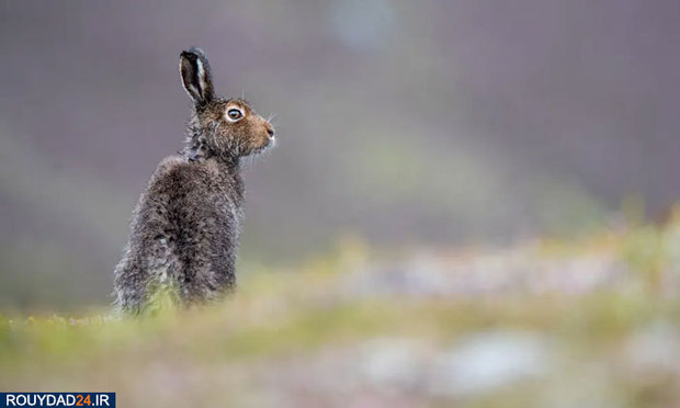 بهترین‌های حیات وحش