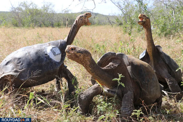 بهترین‌های حیات وحش