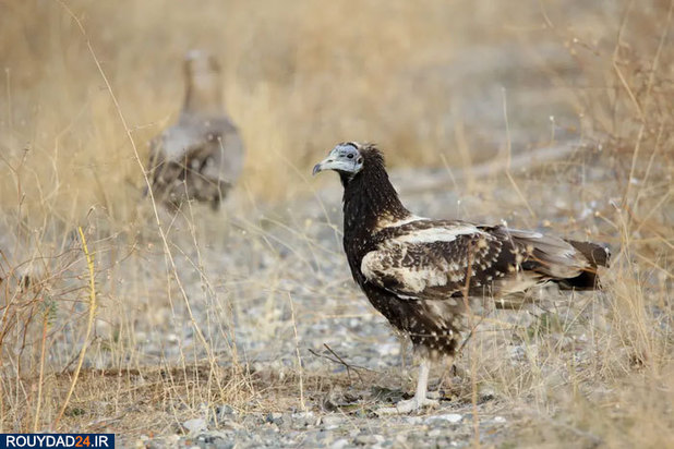 بهترین‌های حیات وحش