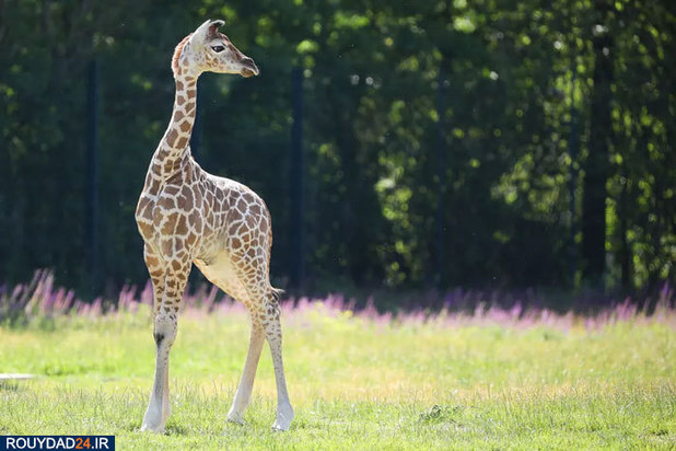 بهترین‌های حیات وحش