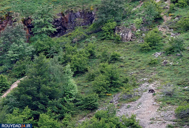 بهترین‌های حیات وحش