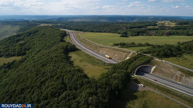 بهترین‌های حیات وحش