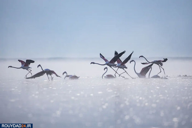 بهترین‌های حیات وحش