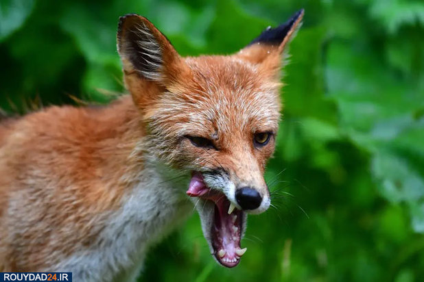 بهترین‌های حیات وحش