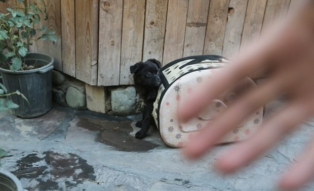 پلمپ رستوران