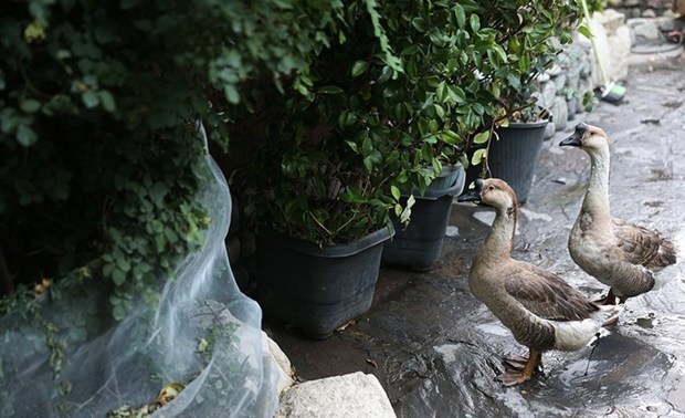 پلمپ رستوران