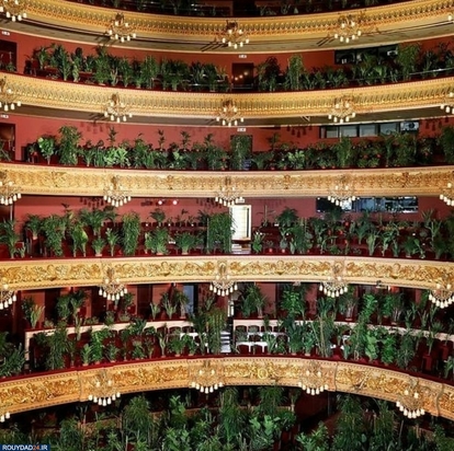 کنسرتی برای گلها