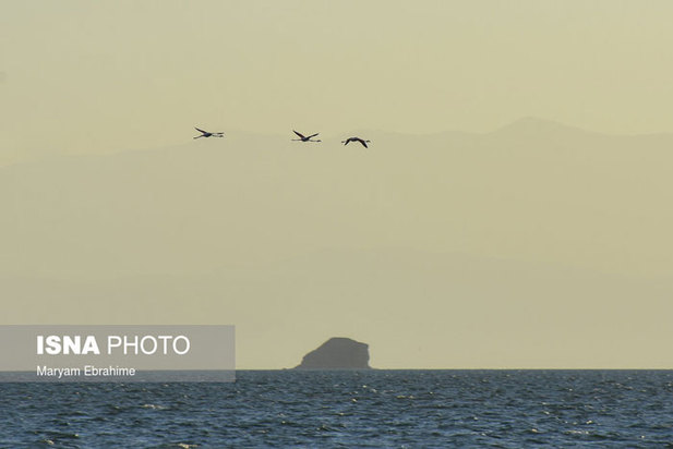 بازگشت مرغ‌های آتشی به آغوش دریاچه ارومیه