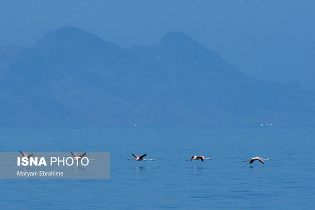 بازگشت مرغ‌های آتشی به آغوش دریاچه ارومیه