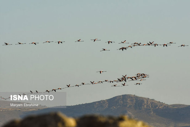 بازگشت مرغ‌های آتشی به آغوش دریاچه ارومیه