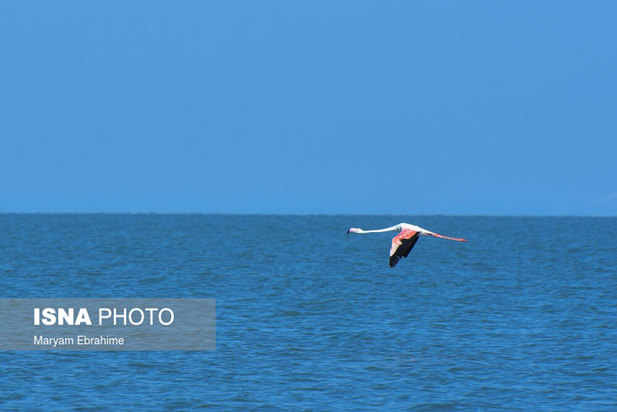 بازگشت مرغ‌های آتشی به آغوش دریاچه ارومیه