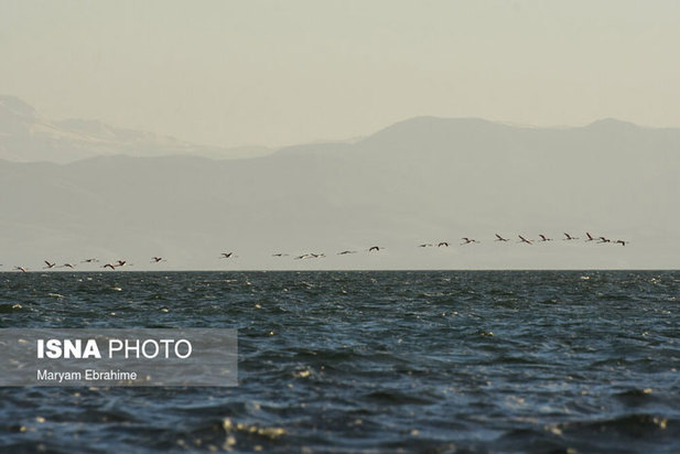 بازگشت مرغ‌های آتشی به آغوش دریاچه ارومیه