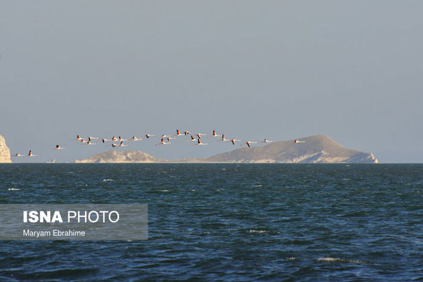 بازگشت مرغ‌های آتشی به آغوش دریاچه ارومیه