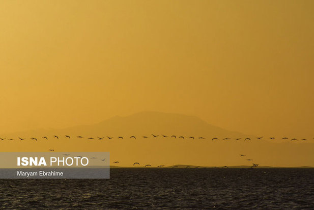 بازگشت مرغ‌های آتشی به آغوش دریاچه ارومیه