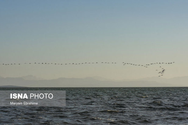 بازگشت مرغ‌های آتشی به آغوش دریاچه ارومیه