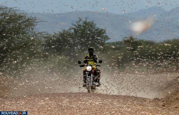 حمله ملخها به مزارع کنیا