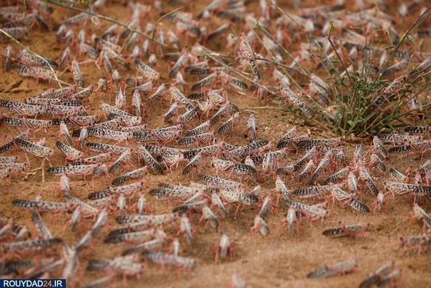 حمله ملخها به مزارع کنیا