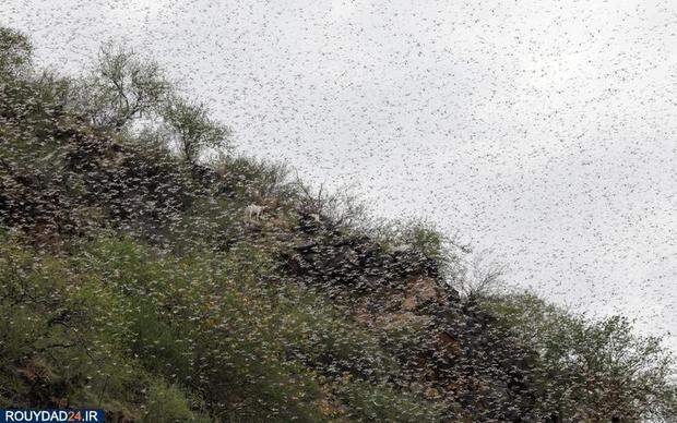 حمله ملخها به مزارع کنیا