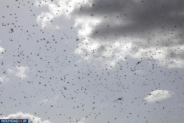 حمله ملخها به مزارع کنیا