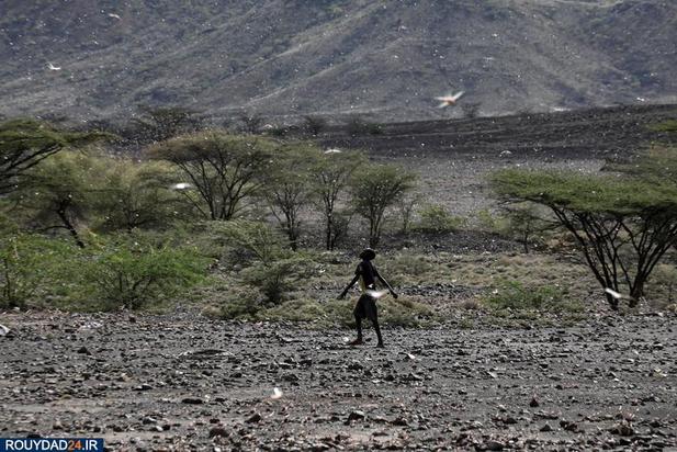 حمله ملخها به مزارع کنیا