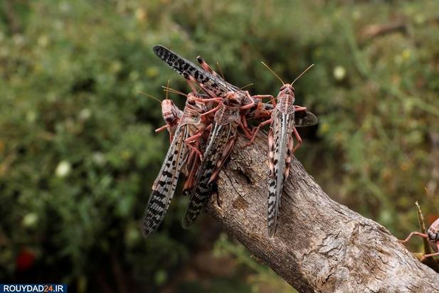 حمله ملخها به مزارع کنیا