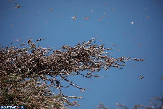 حمله ملخها به مزارع کنیا